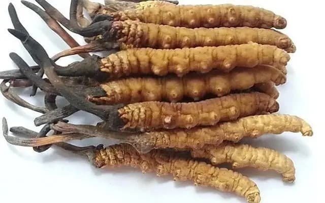 Yarsagumba - Cordicepts 1gr image