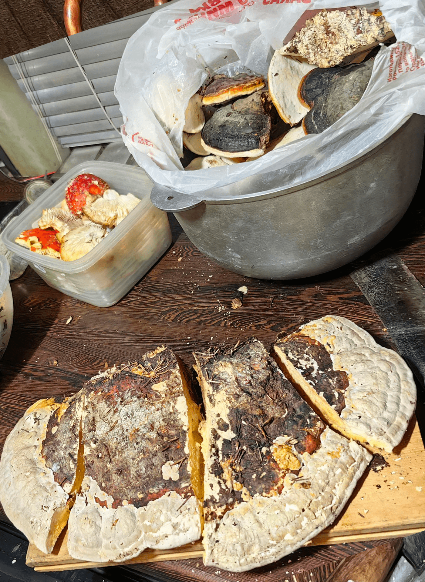 Wild Chaga Mushrooms image