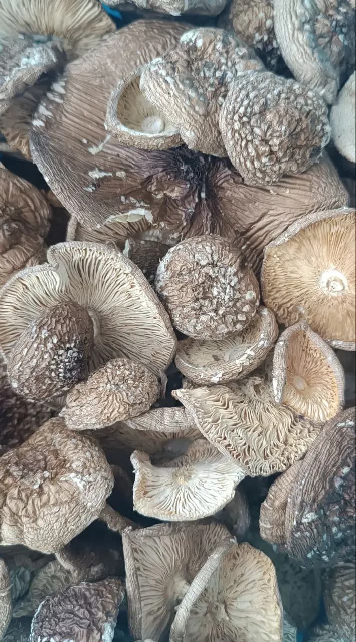 Amanita Muscaria Panther Mushrooms image