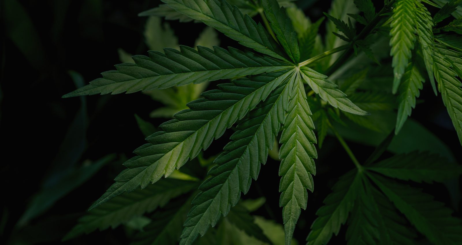 Hemp leaf on a dark background
