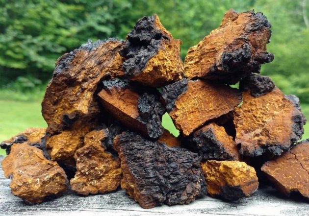 Chaga chunks