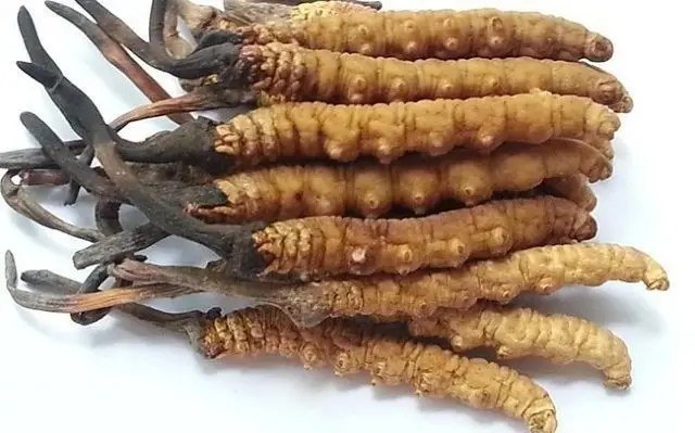 Dried cordyceps on a white background