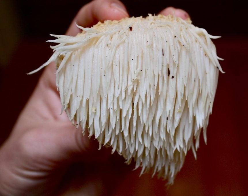Dried lion's mane on a palm