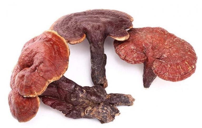 Whole reishi fruiting bodies