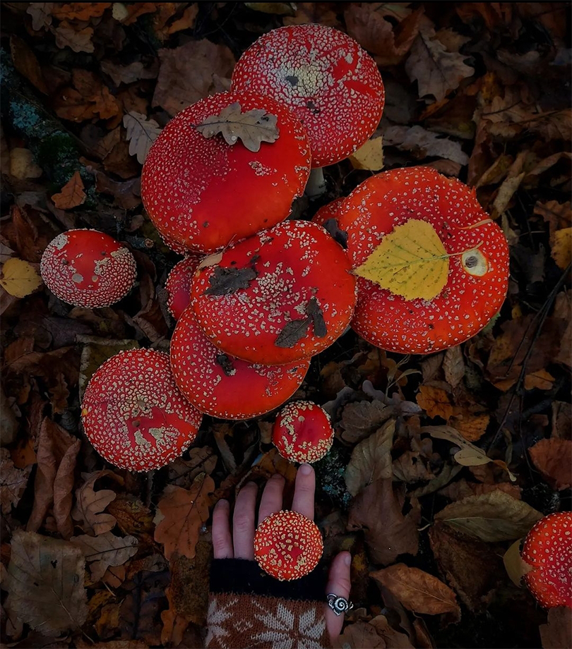 wallper.amanita