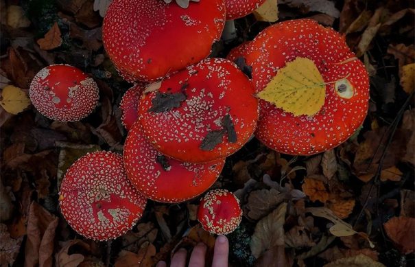 wallper.amanita